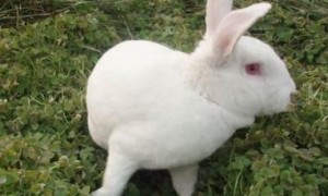 獭兔怎么饲养，先了解它的性格及生活习性
