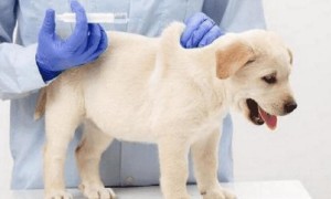 小狗体检多少钱 | 狗狗体检多少钱 医院的收费标准有偏差