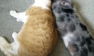 猪猫哥俩很恩爱 天天互舔帮对方理毛还睡一起