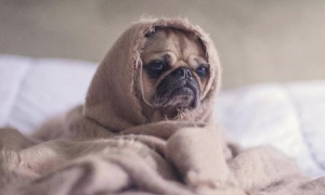 怎么判断小狗狗有木有感冒？