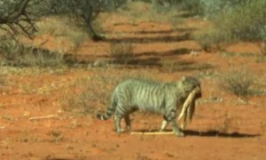 澳洲发现“不寻常”野猫体型如小型野狗，叼着6公斤重的巨蜥！