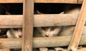爱猫协会智斗猫贩子 致上千只猫获救