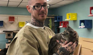 美国一监狱将收容所的猫咪，交给囚犯喂养，以此净化心灵