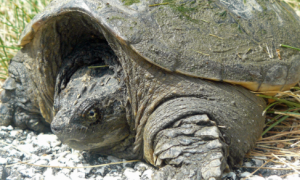 北美拟鳄龟怎么看公母？