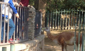 动物园羊驼因游客投喂过量被隔离