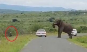 野生大象靠近汽车，游客惊慌逃跑，专家称它不好斗只是好奇