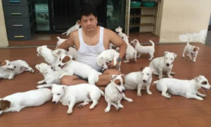 男子一口气养了20只狗，把整张床都铺满了