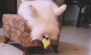 狗狗最喜欢的玩具小黄鸭，入睡也带在身旁，讨人喜欢一幕呆萌了