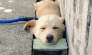 小狗喜爱到小坑里入睡，主人给它放了个小凳子，狗：这叫健康养生觉！