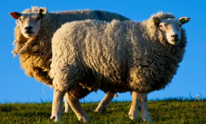 羊群马路“散步”辅警当起“羊倌”行车途中遇动物拦路可采取多种规避风险措施