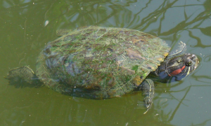 巴西红耳龟乌龟的寿命有多久？