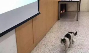 一只流浪猫闯进教室，霸占了一个座位倒头就睡，一点都不客气