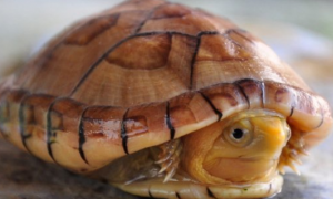 白唇泥龟能长多大？