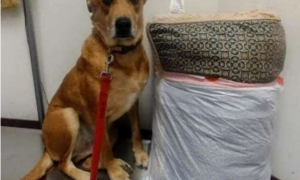 狗狗被收养三年遭2弃养 主人把家当送回收容所