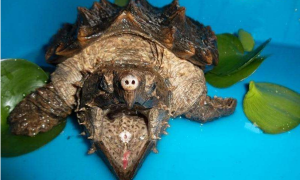 真鳄龟繁殖？真鳄龟如何繁殖？