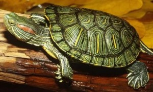 巴西红耳龟什么时候冬眠？注意这些事项