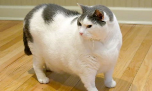 猫咪过度肥胖给猫咪减肥的方法？怎么给胖猫减肥