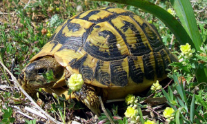 一文详解：西部赫曼陆龟的寿命多长？