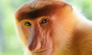 长相独特的长鼻猴，你们了解多少呢？