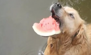 金毛狗狗吃西瓜，大块西瓜一口吞，网民：絕對是吃客