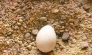 男子在野外捡了一只蛋，带回家孵化，长大后一看顿时乐了