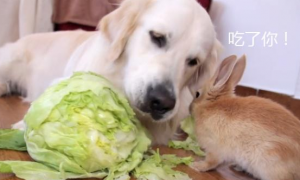 兔子偷吃狗粮后，金毛却跟它抢包菜吃，狗：我也是小兔子