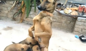 狗妈妈霸气侧漏喂母乳，狗狗：坐有坐相，站有站相！