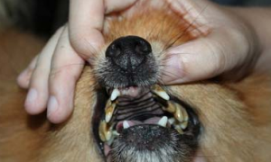 狗狗得了牙结石如何治疗？来看看吧