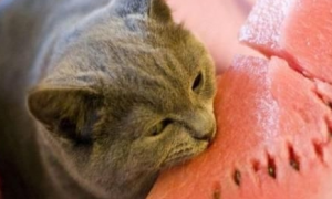盘点猫咪最爱吃的10种食物，哄猫必备，屡试不爽！