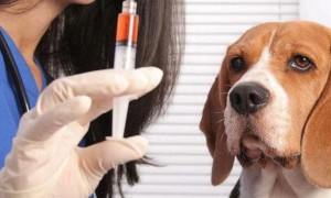 狂犬疫苗有效期与接种的对象