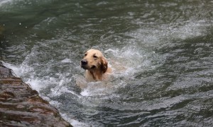 狗狗江边游泳还用洗澡吗 | 爱犬江边洗澡消暑，这样真的好吗
