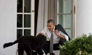 震惊！！美国总统的狗拥有自己的特工？