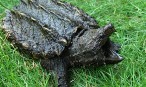 大鳄龟吃龟粮吗？