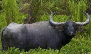 世界上最危险的六种野牛，危险程度超出想象