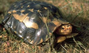 非洲折背陆龟价格多少？