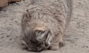 为什么猫咪喜欢在猫砂盆打滚，这是啥情况？