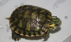 甜甜圈龟属于深水龟吗 甜甜圈龟是深水龟吗