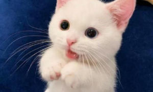 一只白色的小奶猫，因高颜值火遍全网，网友：此猫只因天上有！