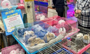 从80元到160元，宠物兔价格翻了一番！