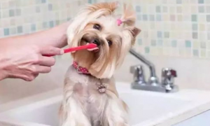 狗狗口臭，刷牙也解决不了？那可能是这些疾病的征兆