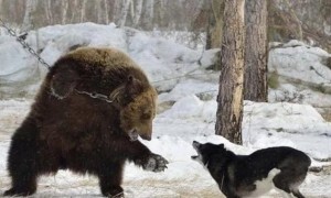 熊袭击人，为了活命躺下装死就可以吗？其实躺下就死定了！