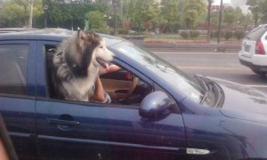 宠物狗坐副驾罚款又扣分，司机们都懵了！