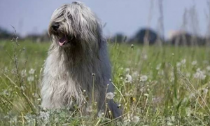 爱道格每日一犬---俄罗斯南部牧羊犬