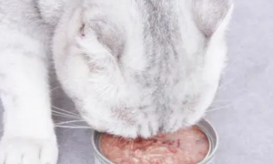 原之选猫罐头：满足猫咪挑剔口味的高品质食品
