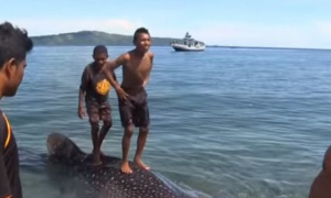 印尼渔夫抓小鲸鲨绑海边 莫斯科旅客用75美元放回大海