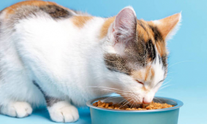 猫吃猫粮后呕吐怎么办?有以下几个原因