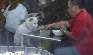餐厅拒绝狗狗上桌吃饭，导致顾客发火，餐厅有权拒绝吗？