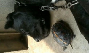狗狗丧失盆友郁郁寡欢，乌龟实在是实在看不下去，积极协助它摆脱黑影