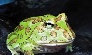 角蛙价格多少钱一只？