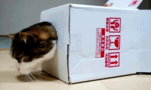 你知道猫咪为什么那么喜欢纸箱吗？